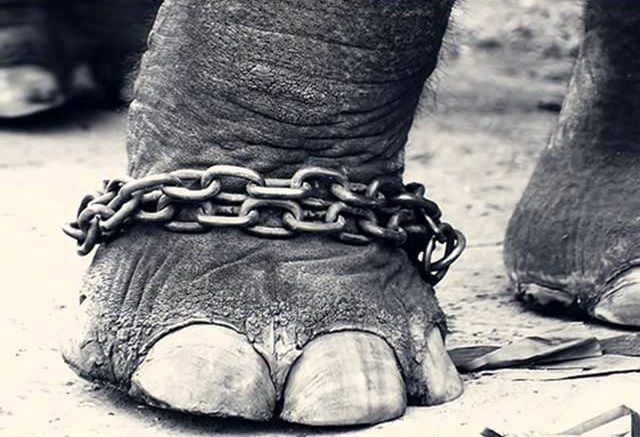 elefante encadenado de jorge bucay